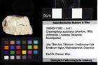 Foto (Objket + Etiketten) von Decapoda indet. 